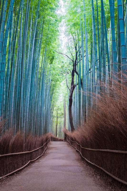 Viaggio in Giappone: Kumano & Shikoku