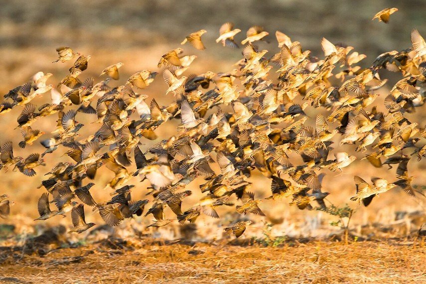 Viaggio in Zambia Festival Kulamba | I Mondi di Igor
