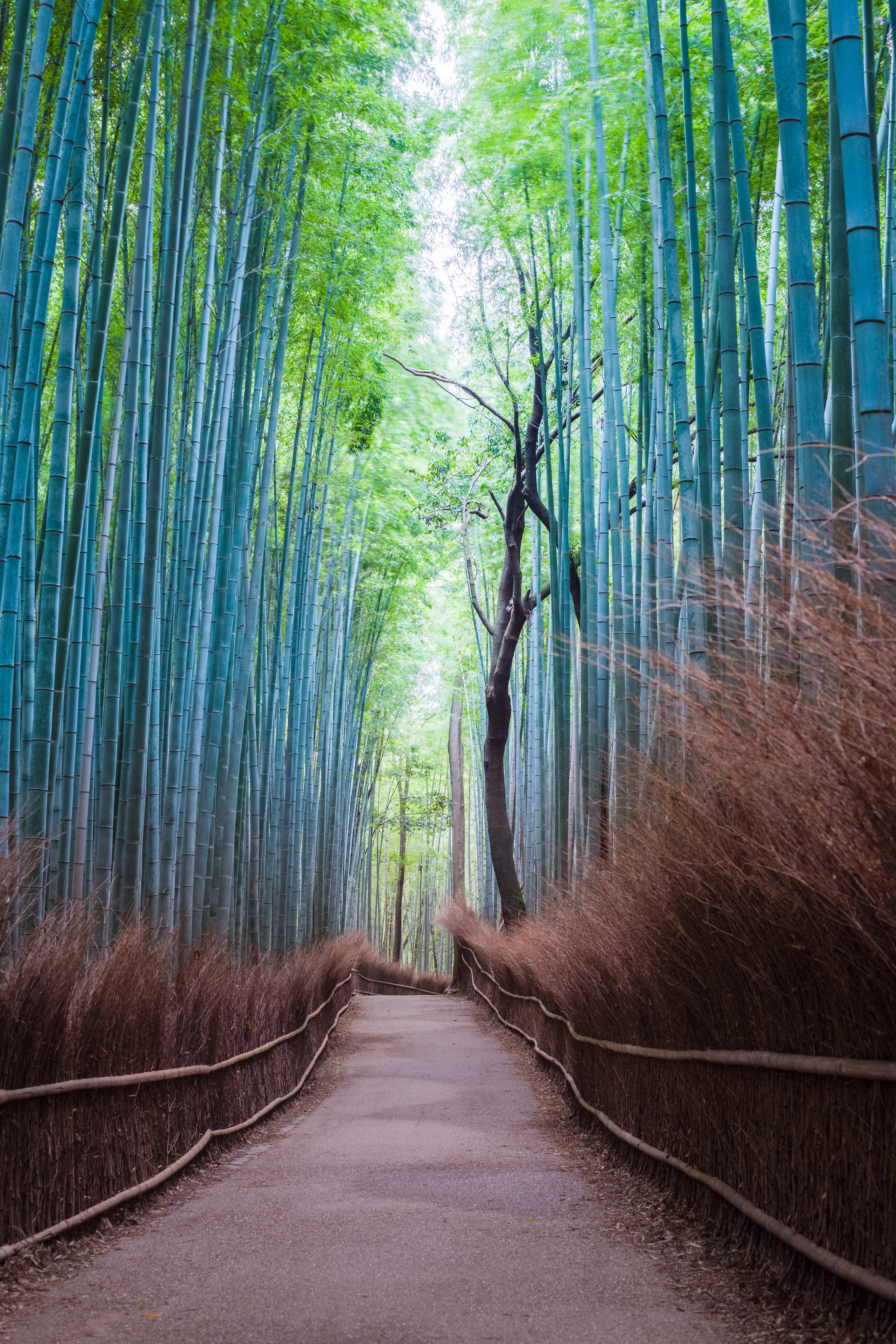 original_images/Arashiyama_-_Benh_LIEU_SONG.jpg