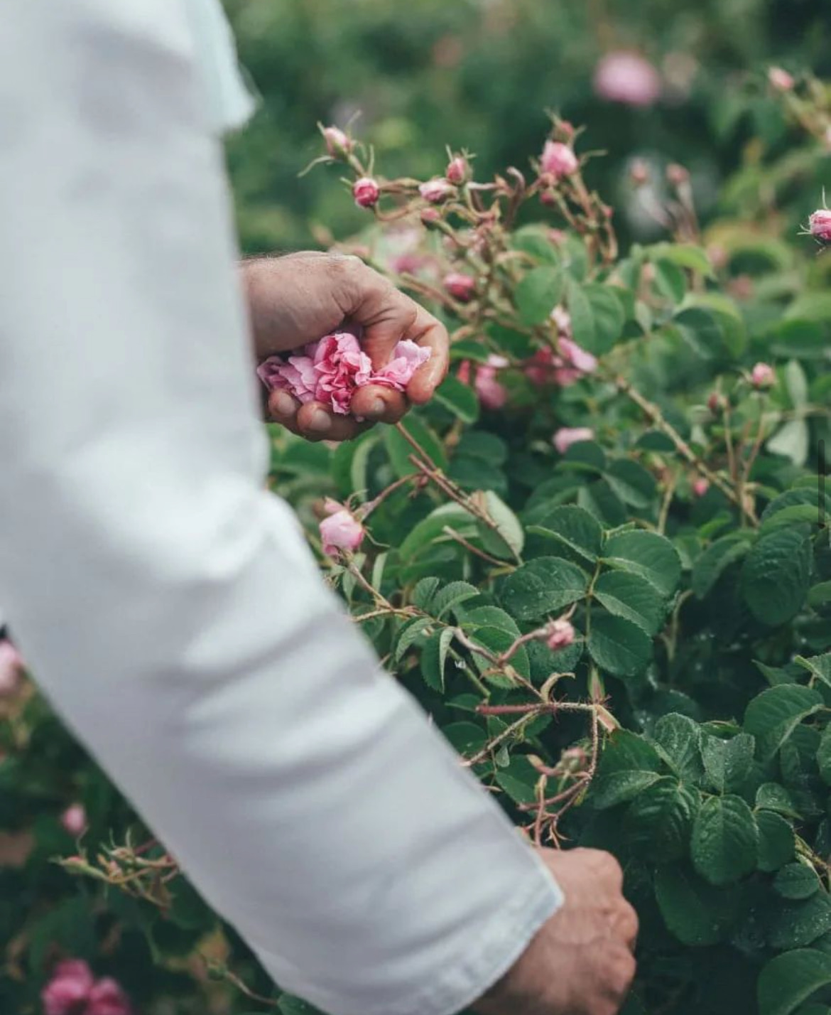original_images/rose3.jpg
